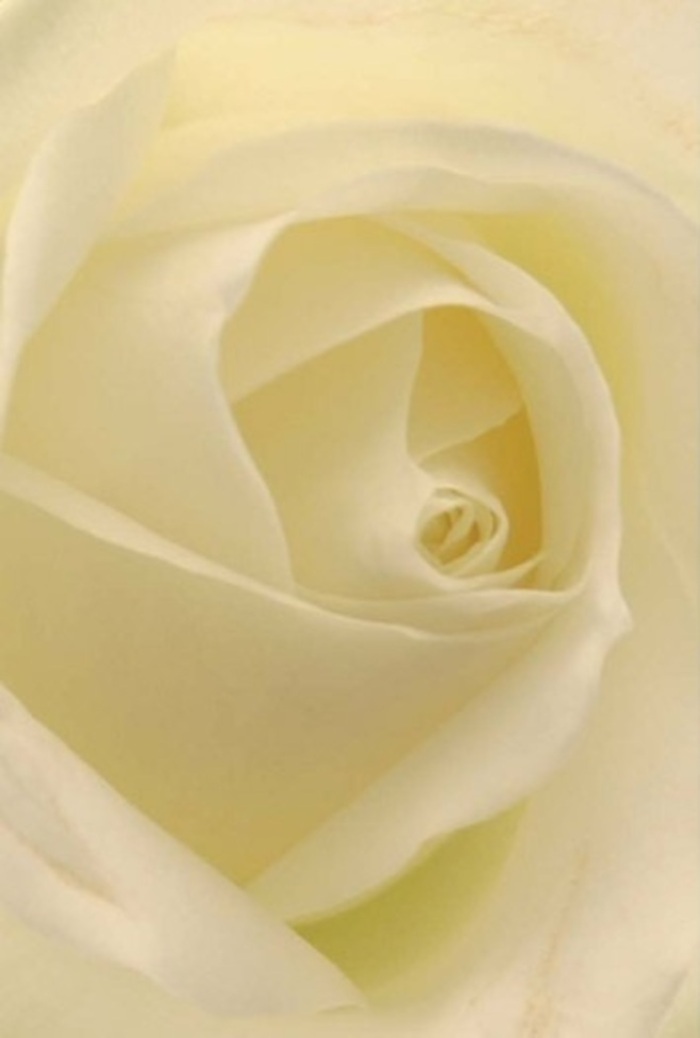 A classic white rose, viewed up close and composed by local Highbury florists, reveals a tapestry of depth and nuance that feels both tranquil and sophisticated. The blooms' petals blend creamy whites and soft butter tones, evoking the early morning light of Highbury Fields in spring. Each petal layers gracefully over the next, their texture a delicate mix of matte silk and gentle luminosity. The effect is one of contemplative grace-equally at home in a hand-tied bouquet for a wedding, a sincere apology, or the centrepiece at an intimate gathering near Highbury Corner. Shadows nestled deep within the rose's spiral core impart a sense of purity and enduring resilience, while the arrangement as a whole suggests careful craftsmanship and a respect for nature's quiet wisdom. A clean, subtle fragrance follows, perfect for setting a serene tone in any setting and echoing the heartfelt attention to detail that Highbury's florists bring to every composition delivered across the area.